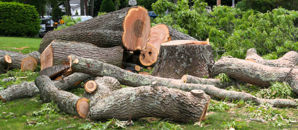 How Our Tree Care Process Works  in  Princeton, WI