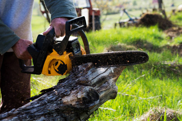 Tree and Shrub Care in Princeton, WI